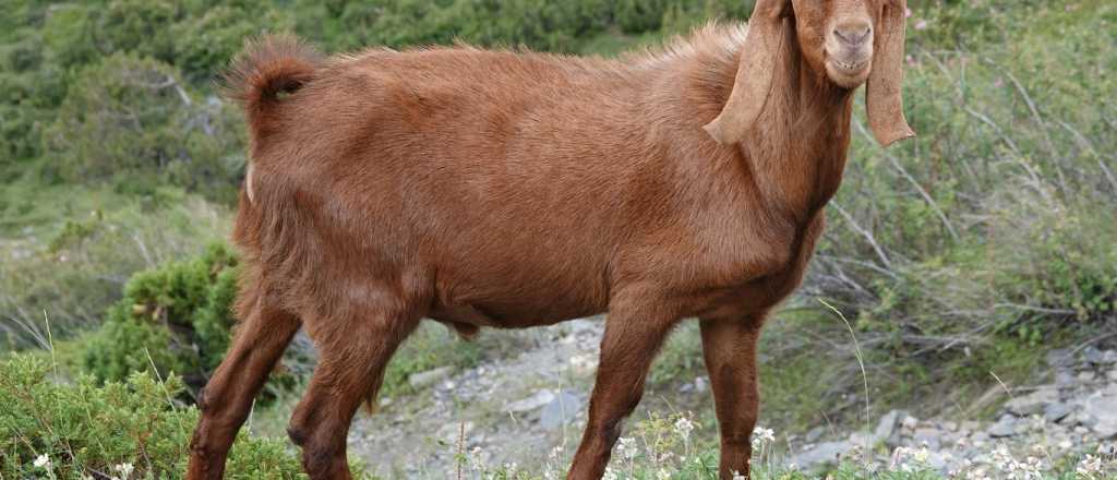 Robaron un chivato y una cabra de una finca de General Alvear