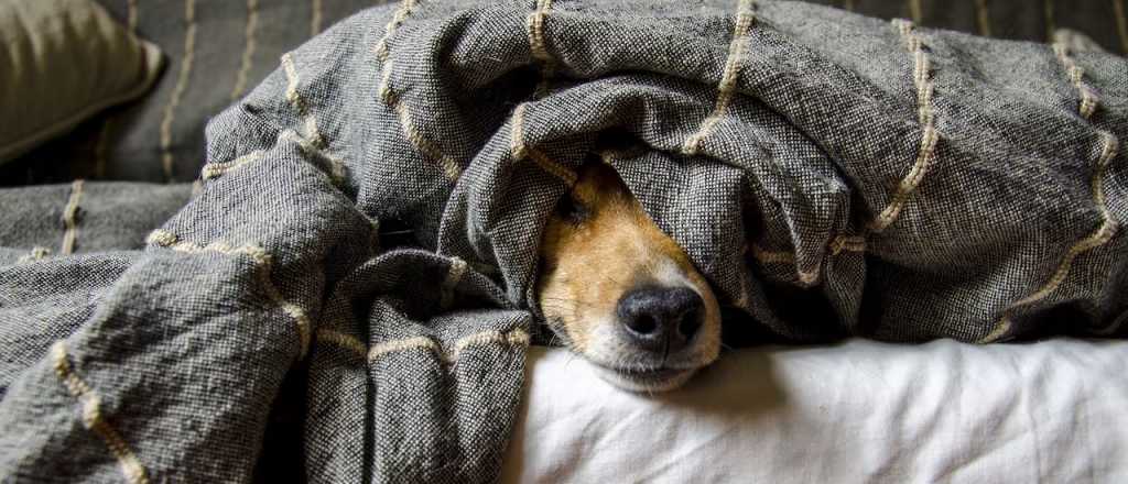 Claves para que los perros no pasen frío durante la noche