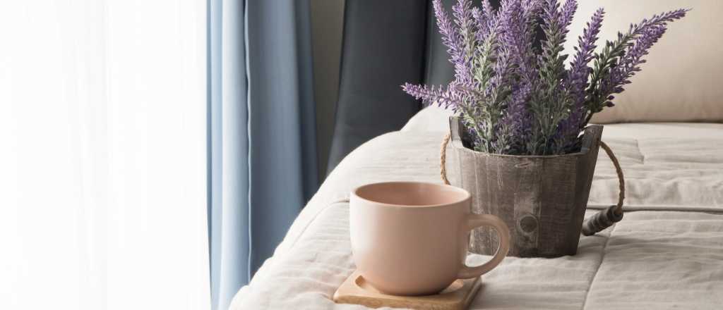 Feng Shui: dónde poner la lavanda para eliminar la envidia de tu casa