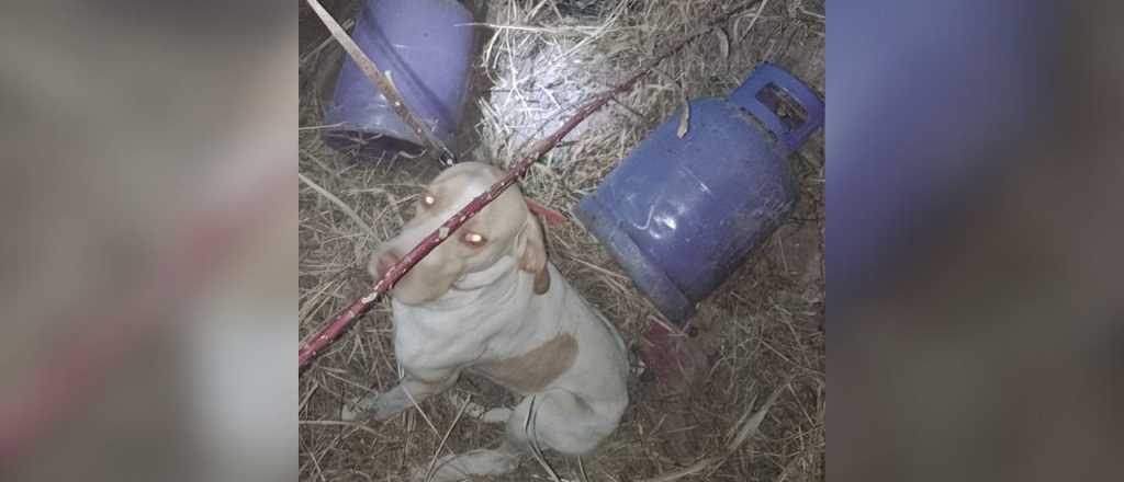 El olfato de "Fito" resolvió un robo en Rivadavia: recuperaron garrafas y TVs