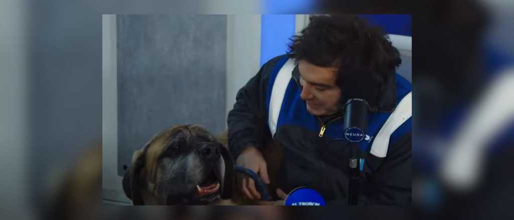 Milei apareció con su perro Conan en un streaming: "¿Viste que es de verdad?"