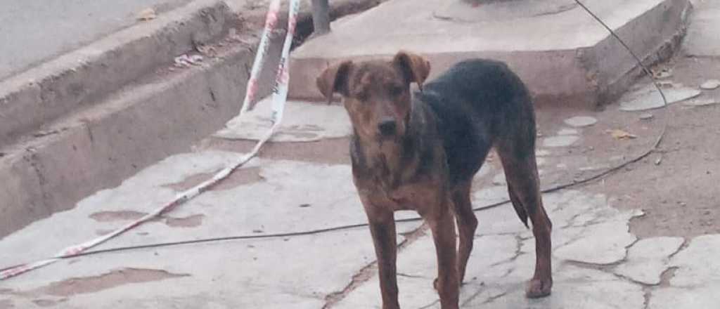 Piden ayuda para los perros que tenía la descuartizadora de Dorrego