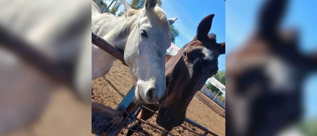 La Justicia mendocina declaró a dos caballos como "seres sintientes"