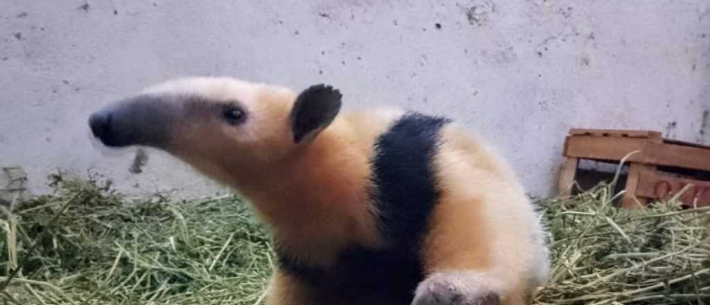 Rescataron un oso hormiguero en el Este mendocino