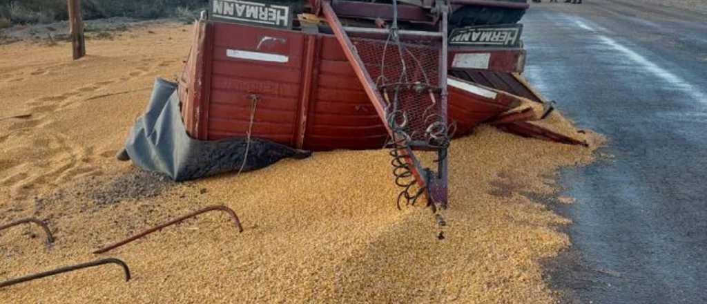 Video: volcó un acoplado y esparció la carga de maíz en una ruta de San Rafael