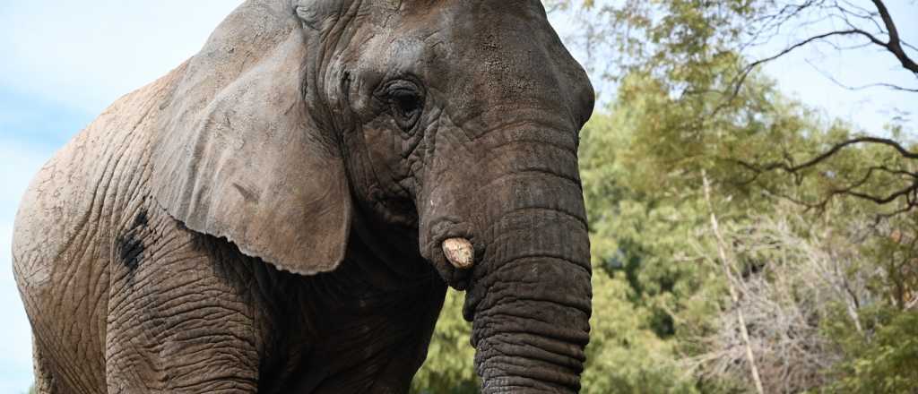 La elefanta Kenya partió a un santuario de Brasil 
