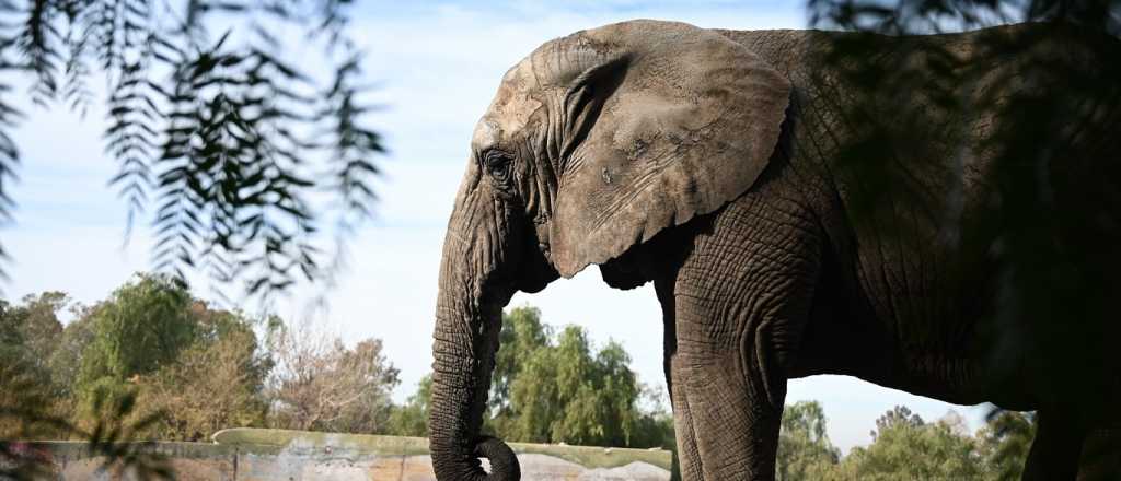 Murió la elefanta Kenya a cinco meses de su traslado a Brasil