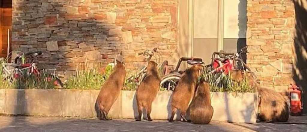 Guerra contra carpinchos en Nordelta: crías muertas y un chat viral de vecinos