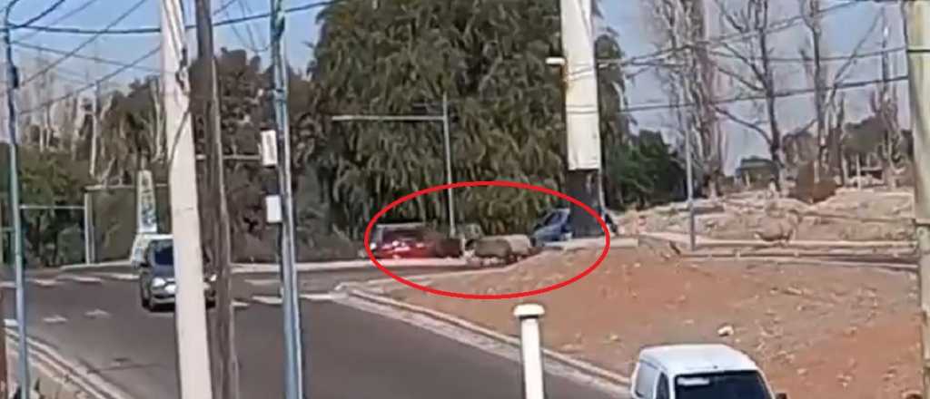 Video: sorpresa en el Oeste de Godoy Cruz por ovejas cruzando el Corredor