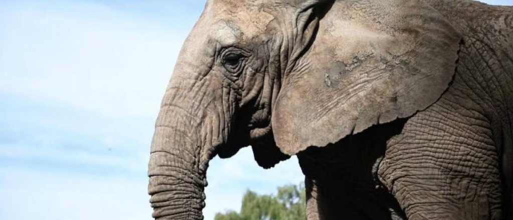 Kenya lleg&oacute; al santuario de elefantes en Brasil 