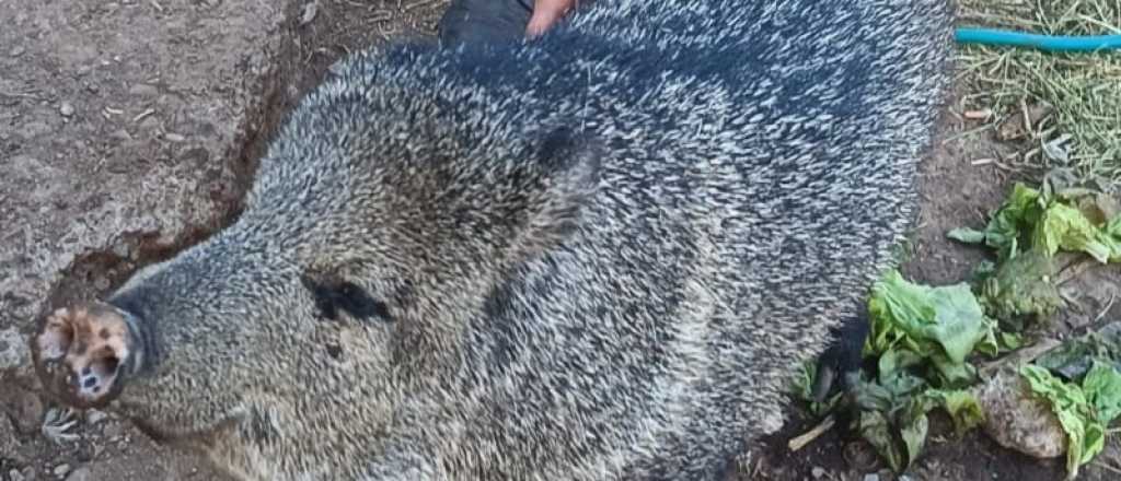 Rescataron un pecarí y un zorzal negro hacinados en una casa de Las Heras