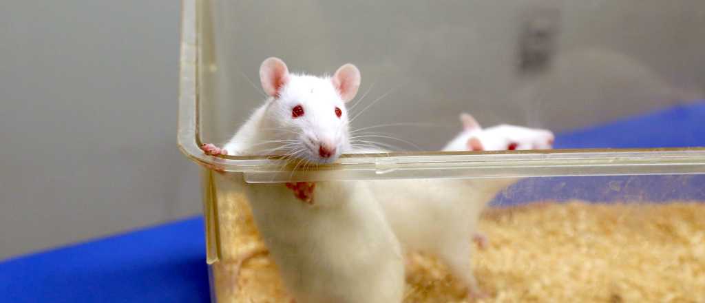 Por qué piden a científicos de EE.UU. que adopten las ratas de laboratorio