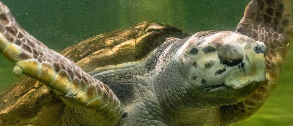 A 3 meses de ser liberado, d&oacute;nde est&aacute; el tortugo Jorge