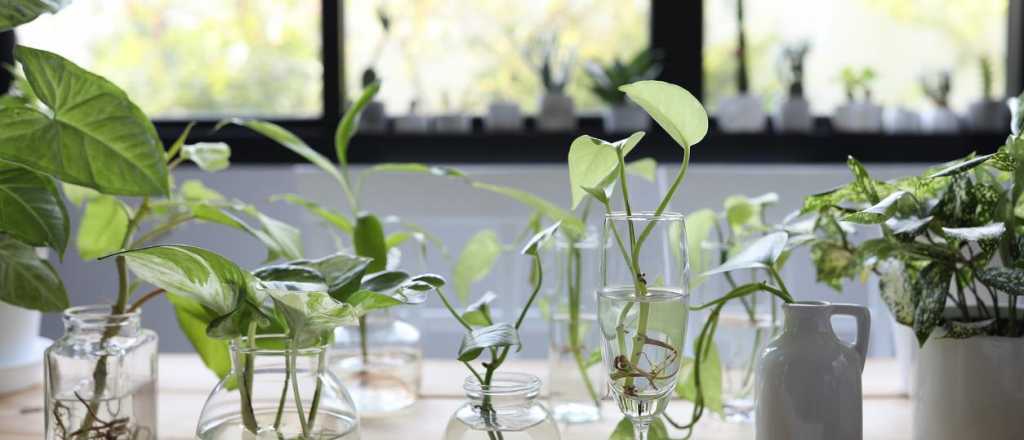 Plantas en agua: dónde colocarlas y cómo cuidarlas para atraer energía positiva
