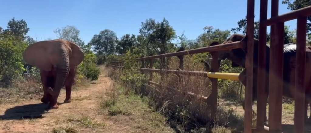 El emotivo reencuentro de Kenya y Pupy, las elefantas argentinas