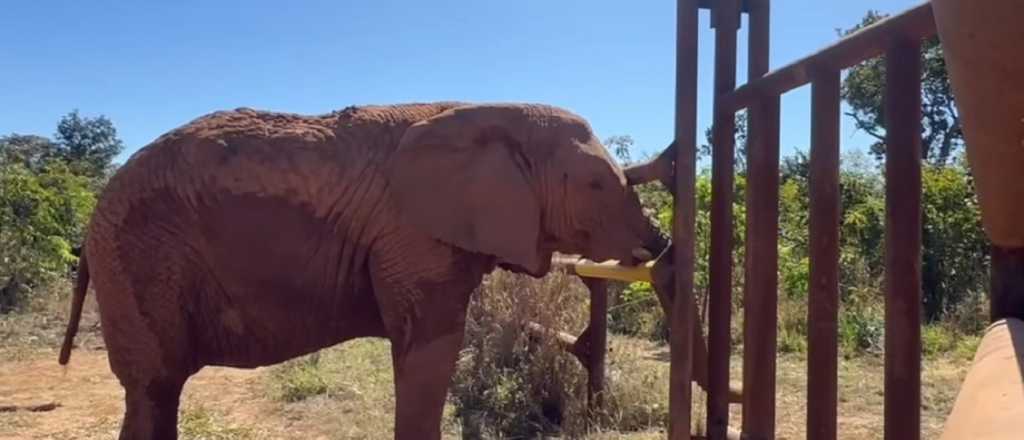 Revelaron las razones de la muerte de la elefanta Kenya