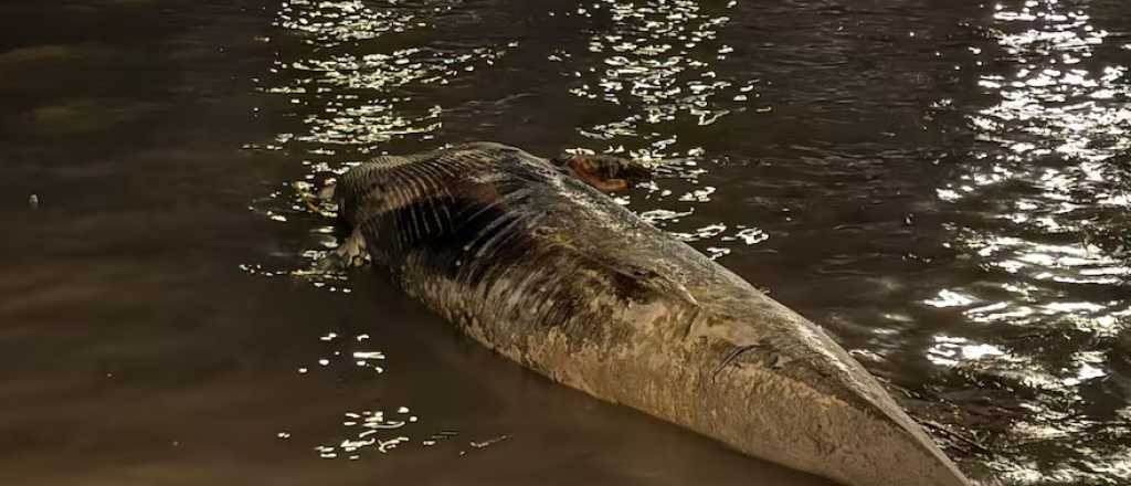 Misterio en el Río de la Plata por una ballena muerta en la Costanera