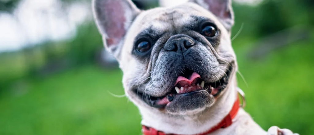 D&iacute;a Mundial del Perro: la esperanza de vida se duplic&oacute; en los &uacute;ltimos 40 a&ntilde;os