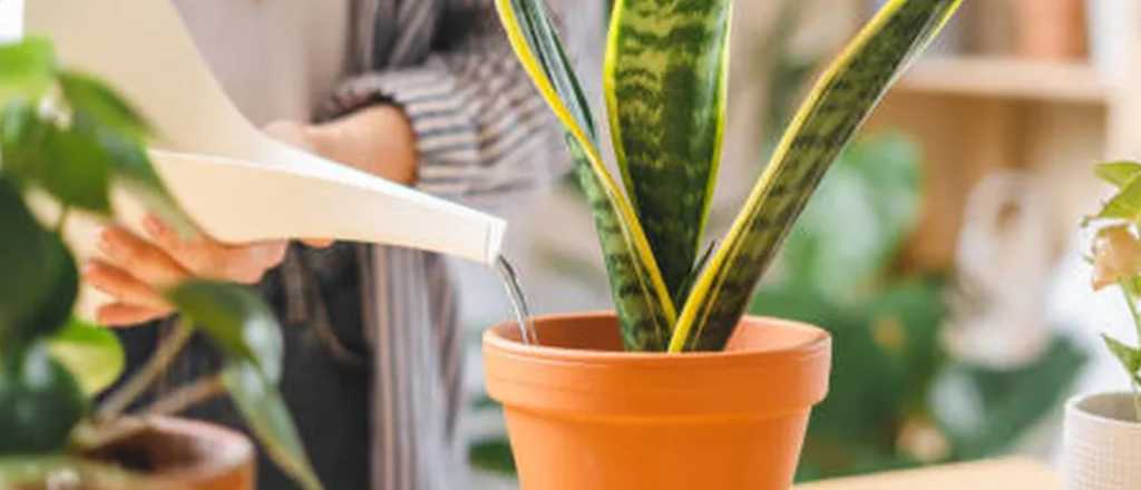 Lengua de suegra: por qué regarla en invierno puede ser un grave error