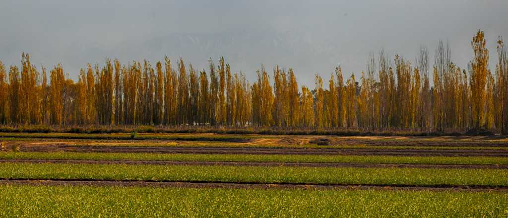 Maipú Agrolimpio cuida el ambiente y acompaña a los productores