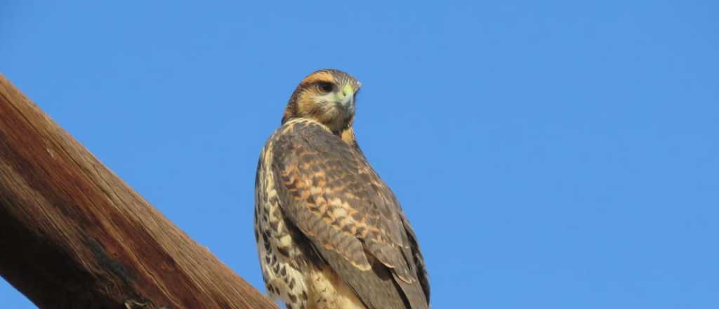 Cuidado con los gavilanes: qué hacer si ves uno cerca en esta época del año