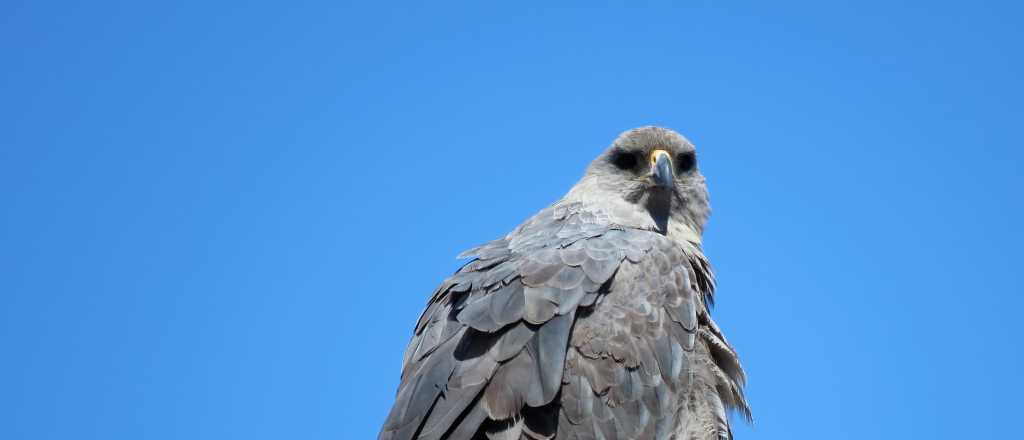 Avistaron un ave en peligro de extinci&oacute;n en Tunuy&aacute;n