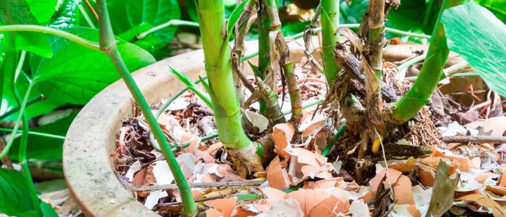 Cómo reutilizar el agua de cocción como fertilizante natural