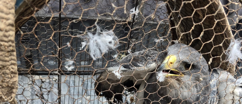 Rescataron aves en extinción y detuvieron a tres personas por tráfico ilegal