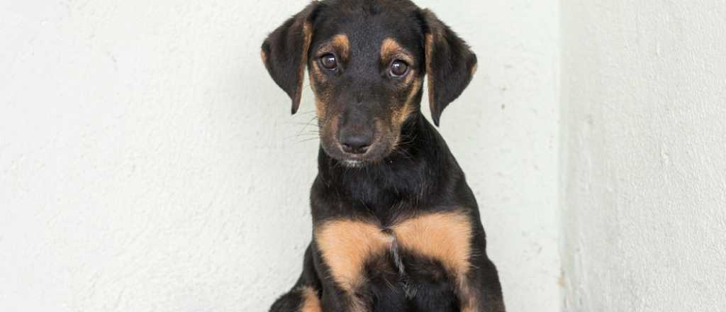 Por qué el 27 de julio se conmemora el Día del Perro Callejero