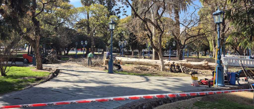 Por qué talaron algunos árboles en Plaza Independencia