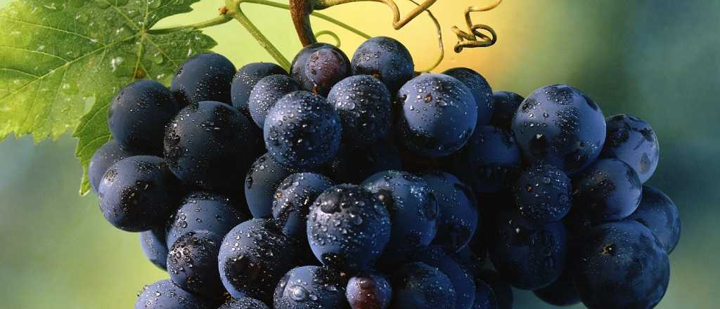 Vendimia y las uvas: no solo no engordan sino que aportan vitaminas
