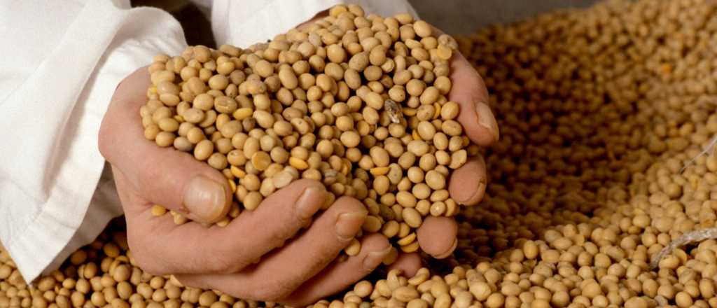 La pr&oacute;xima cosecha de soja ser&iacute;a la m&aacute;s baja en 20 a&ntilde;os