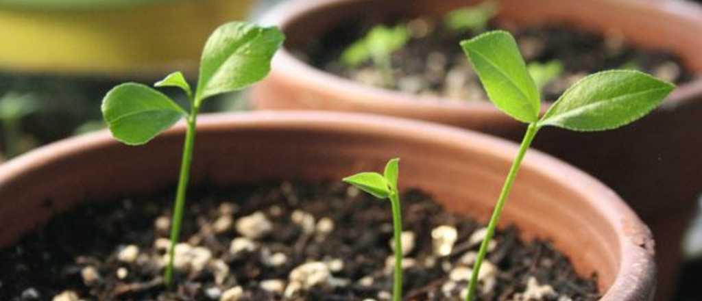 Este es el truco infalible para germinar un limonero en casa