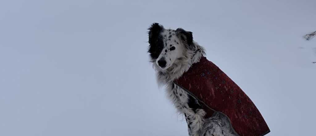 Obi, el guardi&aacute;n de la nieve en Alta Monta&ntilde;a