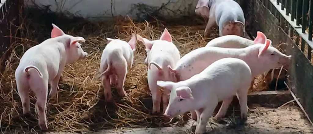 Las Heras lanzó una campaña para prevenir la triquinosis