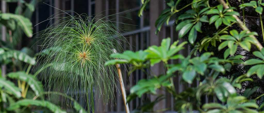 ¿Cuál es la planta que perfuma la casa y cuida el medioambiente?