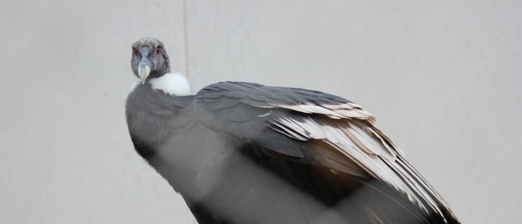 Fotos: dos cóndores andinos de Salta llegaron a Mendoza