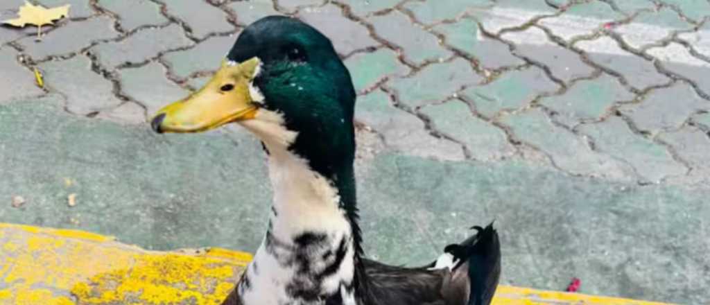 El pato Juan se queda en casa: Ciudad colaborará para hacer un corral
