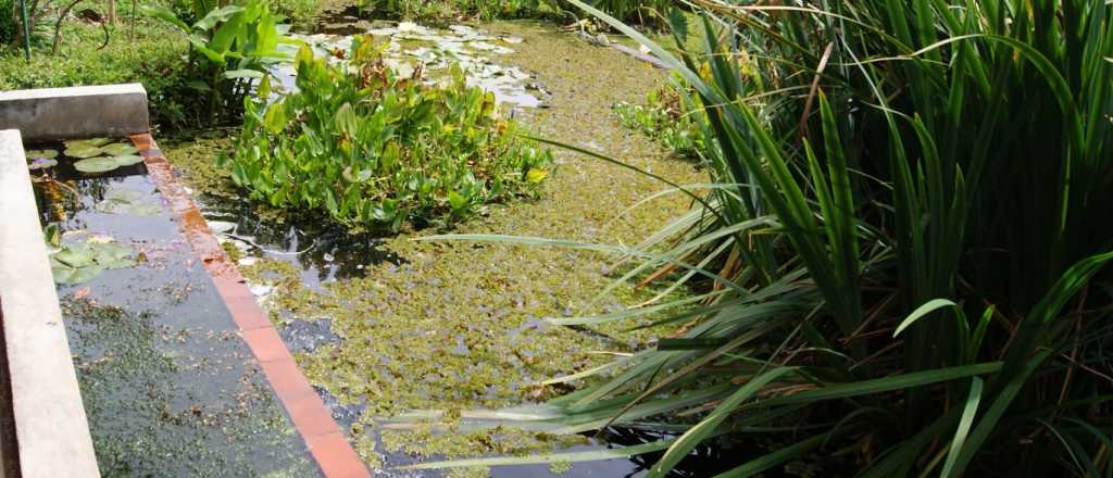 Cómo hacer un humedal para reutilizar el 70% del agua que usás en tu casa