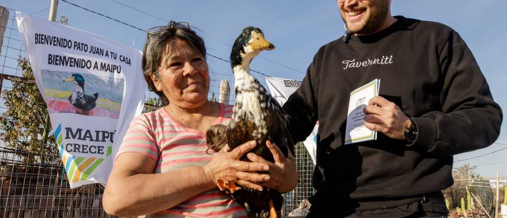 Maipú le dio la "ciudadanía" al Pato Juan y tendrá su carnet sanitario