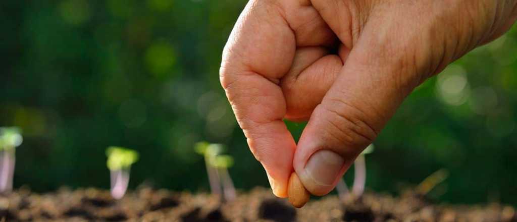 Agosto, el mes ideal para sembrar: tres cultivos que garantizan éxito