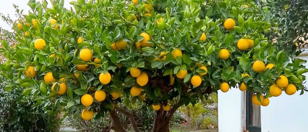 Por qué agosto es el mejor momento para plantar un limonero: paso a paso