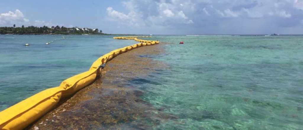 Mendocinos al Caribe, más tranquilos: así combaten el sargazo