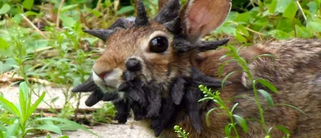 Descubren en EEUU extraños conejos con tentáculos en la cara