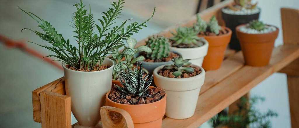 El boom verde: el abono casero que revoluciona a la jardinería