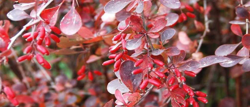 Qué plantas evitar para tener las garrapatas lejos de tu patio