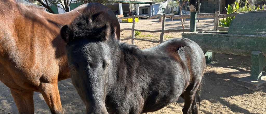 Recuperaron animales robados de una finca de Rivadavia