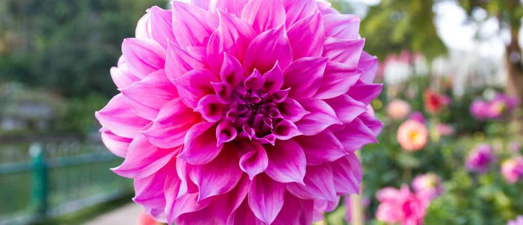 Qué plantar en agosto para tener un jardín lleno de flores en verano