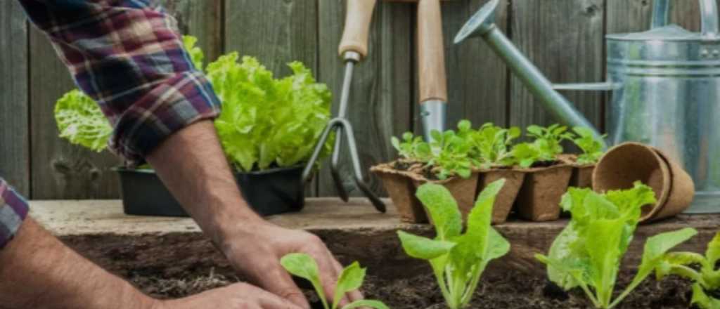 Huerta en casa: 9 semillas para plantar este mes y disfrutar en verano