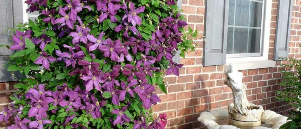 La planta trepadora que convierte cualquier rincón en un paraíso